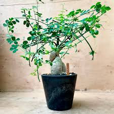 Image result for Adenia fruticosa