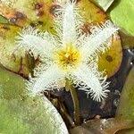 Image result for Nymphoides senegalensis