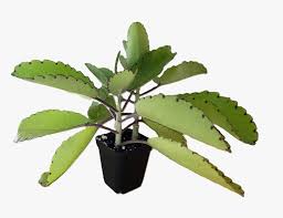 Image result for Kalanchoe pinnata