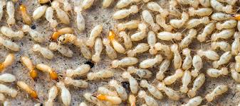 How much is pest control? 8 Signs Of Termites In Your Home Safeguard Pest Control