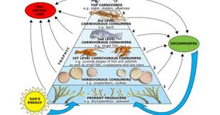 Aquatic Example Of The Trophic Levels Trophic Level Ocean Food Web Food Web