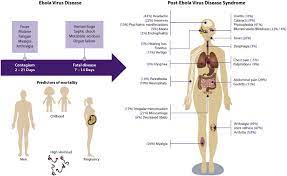 Ebola Virus Disease An Emerging And Re Emerging Viral Threat Sciencedirect