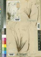 Image result for Ficinia filiformis