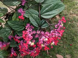 Image result for Clerodendrum thomsoniae