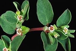 Image result for Euphorbia serpens