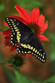 Image result for Pimpinella ledermannii