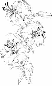 Tiger Lilies Stargazer Lilies Print Color Flower Sketches Beautiful Flower Drawings Flower Drawing