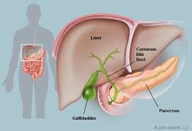 Picture of organs that sit upder left rib cage : Gallbladder Picture Image On Medicinenet Com