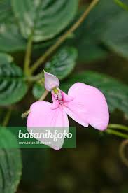 Image result for Impatiens stuhlmannii