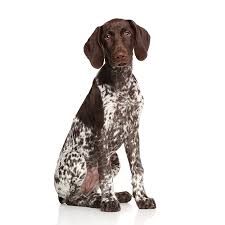 Image result for německý ohař krátkosrstý