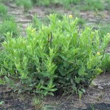 Image result for Cephalocroton mollis