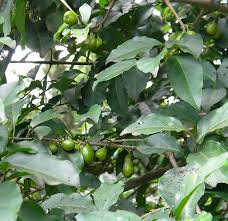 Image result for Canthium