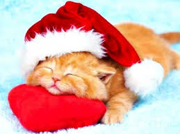 Browse christmas cats pictures, photos, images, gifs, and videos on photobucket 273 Christmas Cats Kittens Ideas Christmas Cats Cats And Kittens Cats