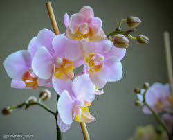Primetime Nature Op Instagram A Light Pink Flower Butterfly Orchid Phalaenopsis Orchid Butterfly Orchid Light Pink Flowers Flowers Orchids