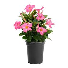 Image result for Dactyladenia