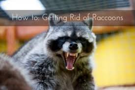 Remove brush, keep grass mowed, and prune overgrown shrubs. How To Get Rid Of Raccoons Critter Control Miami