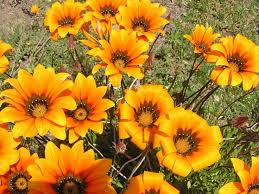 Image result for Gazania krebsiana