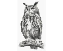 This is a great horned owl (species bubo virginianus subarcticus) captured in this picture by photographer marcus pusch via flickr #bird #owl #wildlife #animalportrait. Z Zyczeniami Europy Puchacz Sowa Karty Karty Dziki Etsy