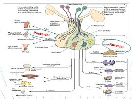 image result for endocrine system hormones chart endocrine