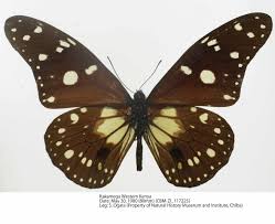 Image result for Secamone punctulata