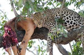 Hewan ini termasuk dalam kadal terbesar di dunia yang terdapat di pulau komodo, gili motang da dasami, nusa tenggara, flores dan rinca. 5 Gambar Haiwan Paling Ditakuti Di Dunia