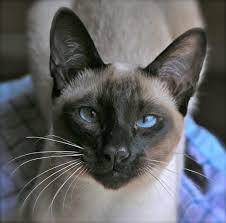Carol Gagatch Timeline Photos Siamese Cats Cats Siamese Kittens