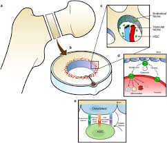 And it was scanned with 3d scanner. The Bone Marrow Niche Habitat To Hematopoietic And Mesenchymal Stem Cells And Unwitting Host To Molecular Parasites Leukemia