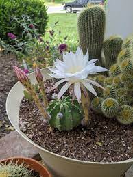 Shallow pots (bonsai pots) are attractive, and functional for cactus species that grow shallow root systems that spread horizontally, for shallow moisture retrieval. What Is This Blooming Cactus Whatsthisplant