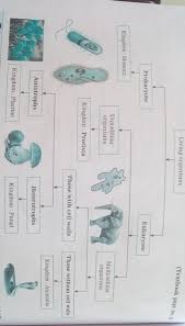 Flow Chart Of Living Organism From Chapter Animal