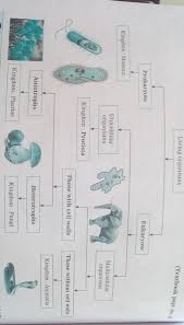 flow chart of living organism from chapter animal