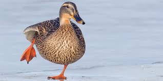 Warum Enten Auf Dem Eis Nicht Festfrieren Nabu