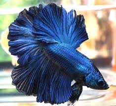 Different Types Of Betta Fish Complete Guide Fish Care