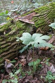 We did not find results for: Edible And Medicinal Plants Program Offered To Woodland Owners And Enthusiasts In Se Ohio At The Vinton Furnace State Forest On Friday May 9 Seohiowoods