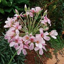 Image result for Pelargonium luridum