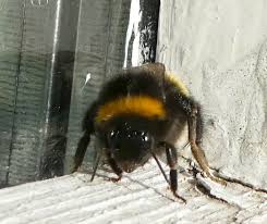 Image result for Bombus norvegicus
