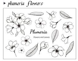 Plumeria Flowers Clear Stamps Set Bullet Journal Stamp Etsy Plumeria Flowers Drawing Illustration Leaf Drawing