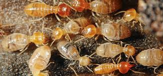 #1 roseburg pest control service. Is It Termite Season Pointe Pest Control