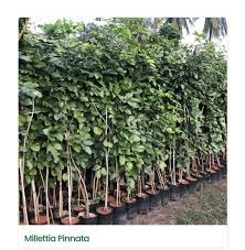 Image result for Millettia pinnata