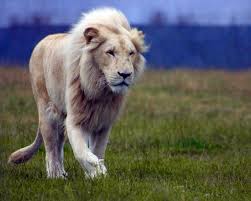 الأسد الأبيض صور ساحرة Lion Wallpaper White Lion Images Lion Hd Wallpaper