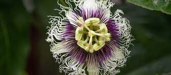 Passion Flower Tea Benefits Tea And Coffee Com