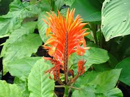 Image result for Clappertonia ficifolia