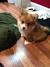 Corgi Chihuahua Terrier Mix