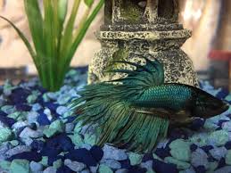 To identify betta fish ich, you will need to wait for the parasite to attach to its host. Bettas With Black Dots On Fins Pets Stack Exchange