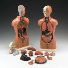 This includes the cranium, the abdominal wall, heart, lungs the teaching guide complements our range of human torso models, so the guide can be combined with several anatomical models in our catalogue. Female Male Torso Anatomical Model Mini Budget