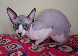 Dazwischen gibt es nichts, denn ihr aussehen ist so speziell, dass es nur „hui oder „pfui gibt. Sphynx Katze Wikipedia