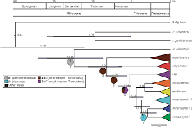 Figure 4 From Biogeography Of The Land Snail Genus