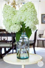 Panicles may be cut for fresh arrangements or for drying, or may be left on the plant where they will. Growing Limelight Hydrangeas On Sutton Place