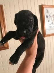 Few things promote love and affection more than a brand new puppy to care for. Dog Breeders In New York