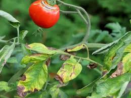 Image result for tomato seedling early blight