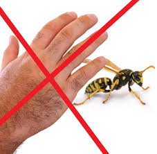 Bedenke dabei auch die entwicklung von insekten, mit eiablage, larvenstadium, puppe.… Insekten Wehe Dem Der Mit Der Hand Nach Wespen Schlagt Welt